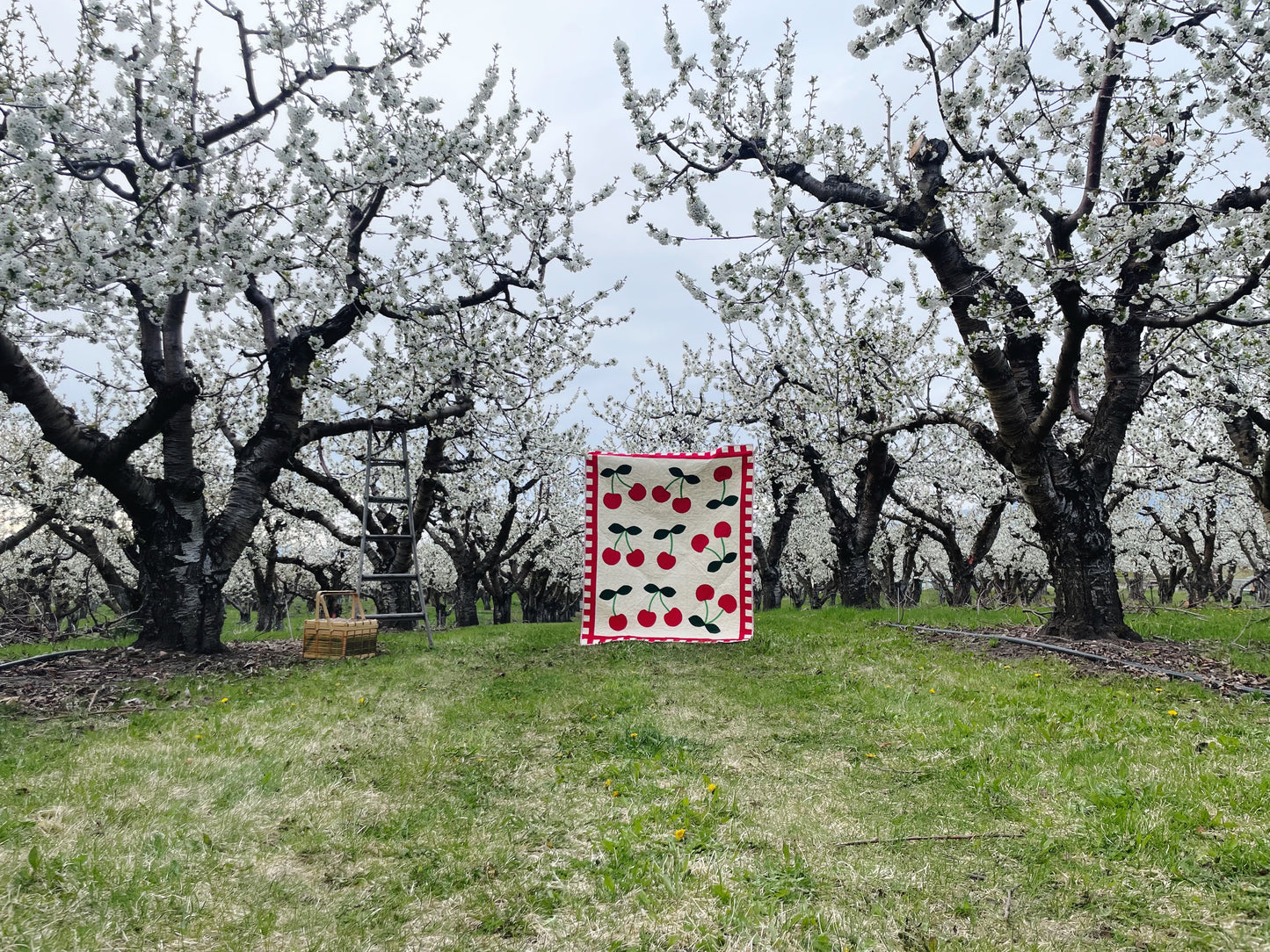 Cherry Delight Quilt Pattern