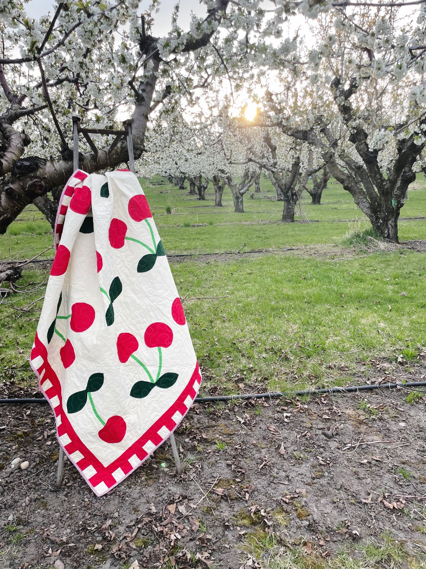 A bright cherry quilt is draped over a ladder in a blooming orchard. The sun  is setting in the background.